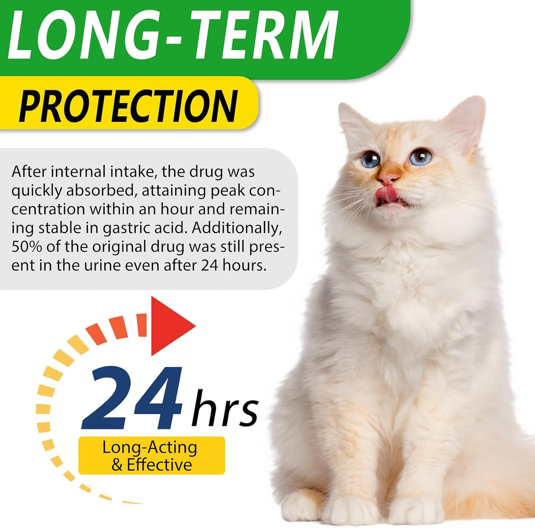 60ml Cat Antibiotics for Infections Antibiotics for Cats Cat