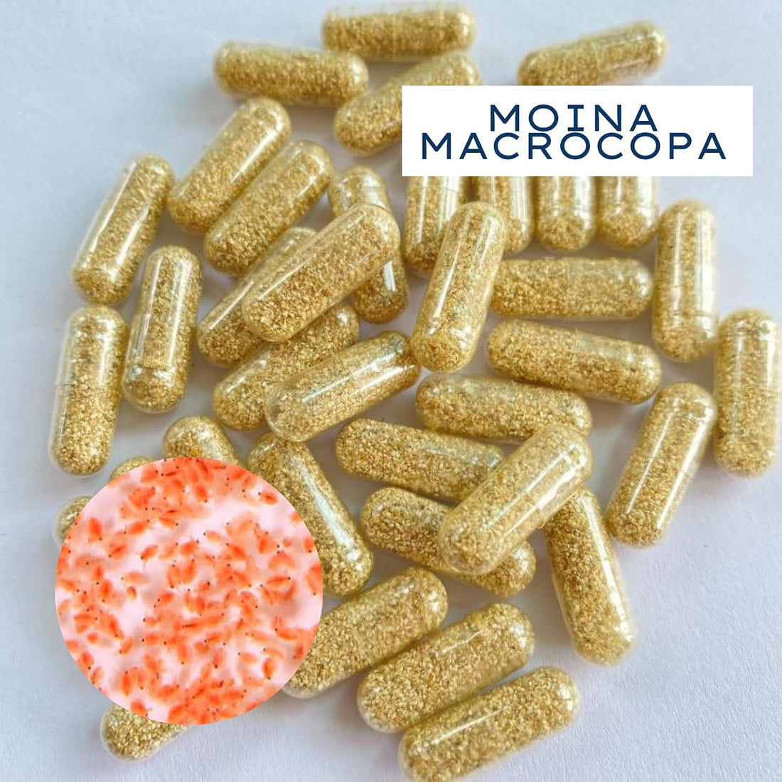 Two Capsule Moina MACROCOPA Water FLEA Eggs Alive Fresh