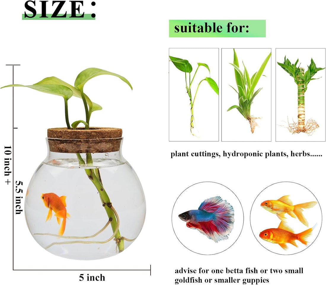 Small Betta Fish Tank Glass Fish Bowls for Betta Fish Goldfish