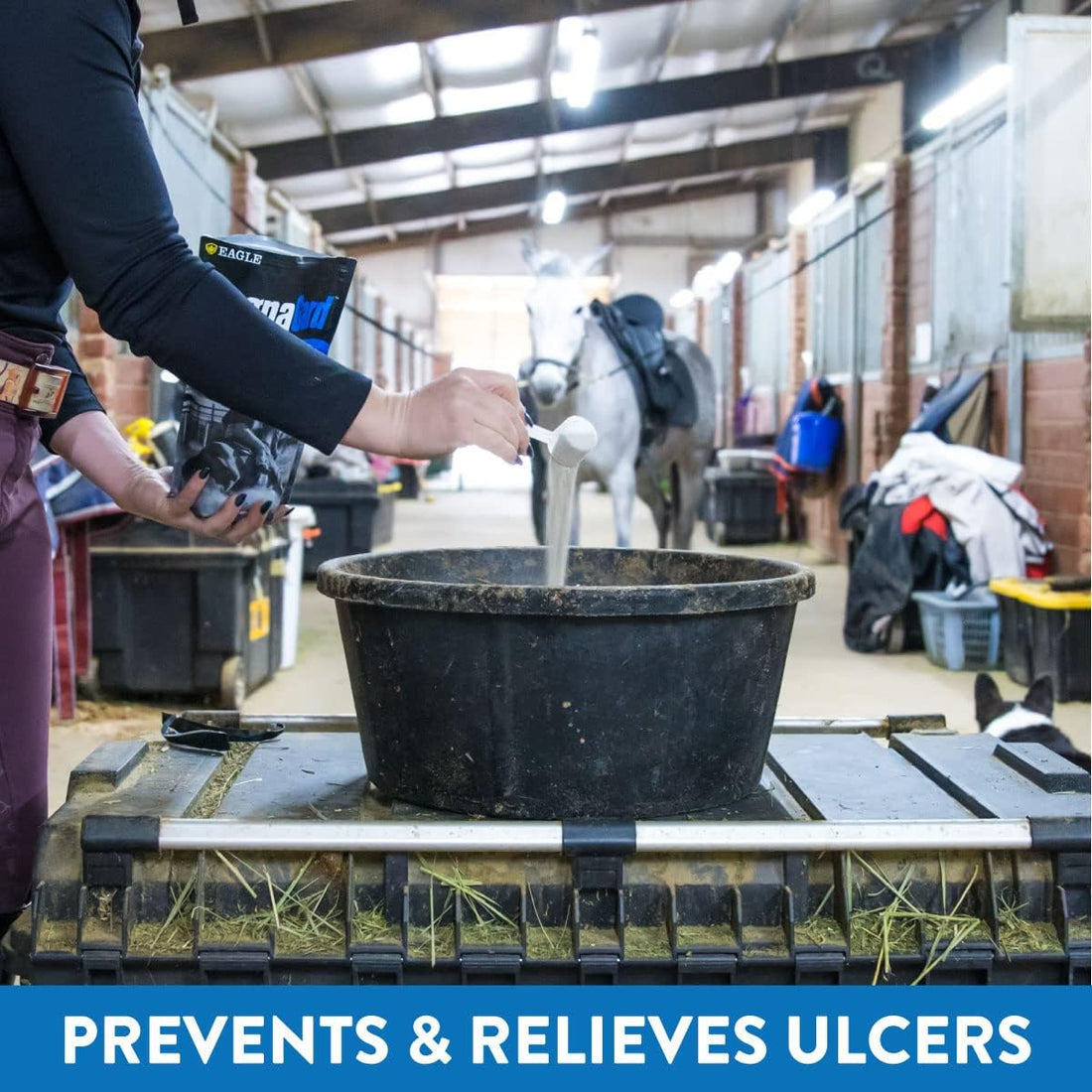Gastric Support Supplement for Horses | Relieves Ulcers
