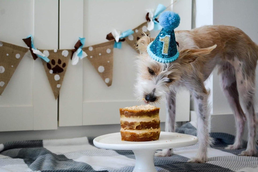 PET SHOW Blue Dog 1st Birthday Party Hat for Small Medium Dogs Boys