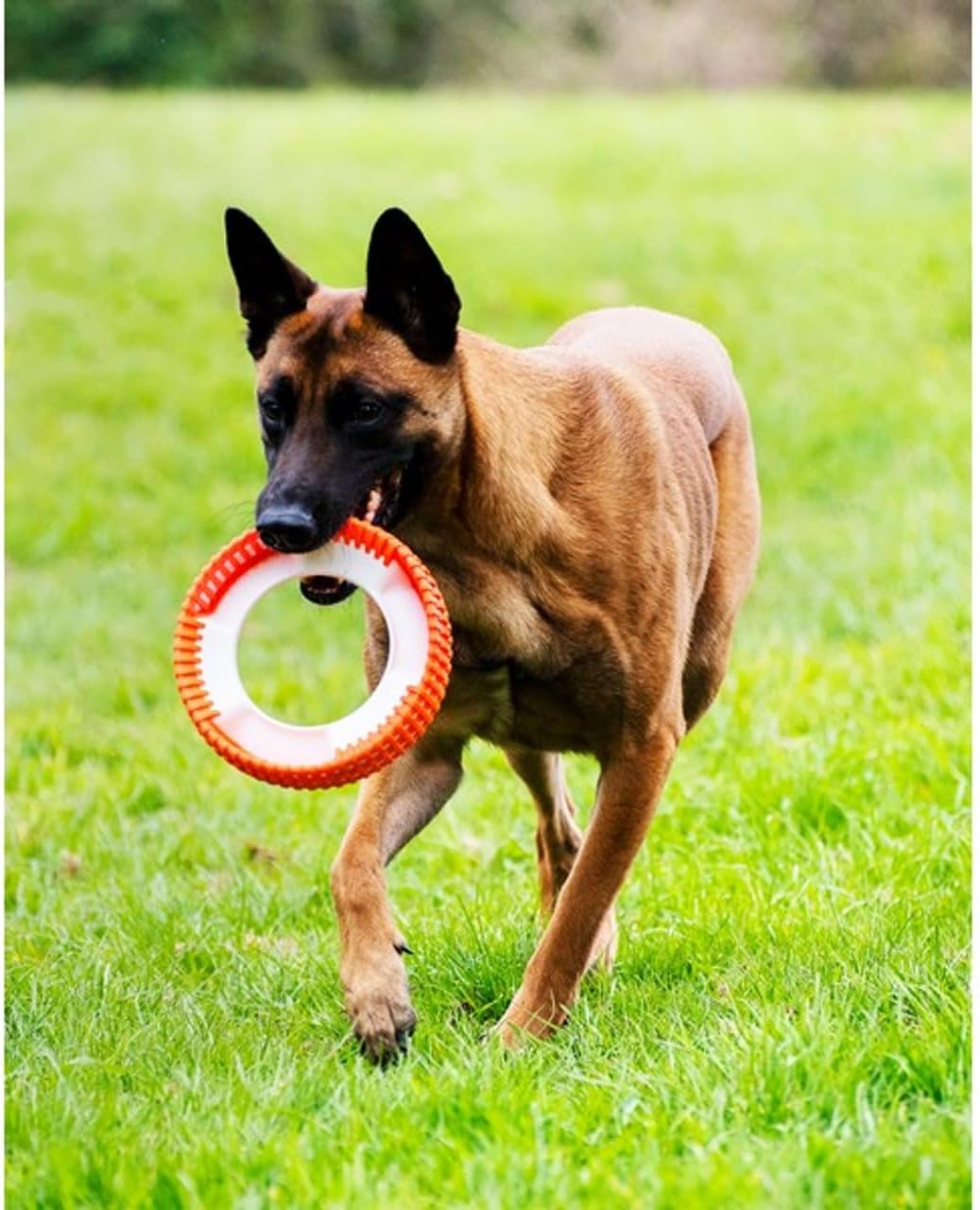 Chuckit! Rugged Fetch Wheel Dog Toy Medium