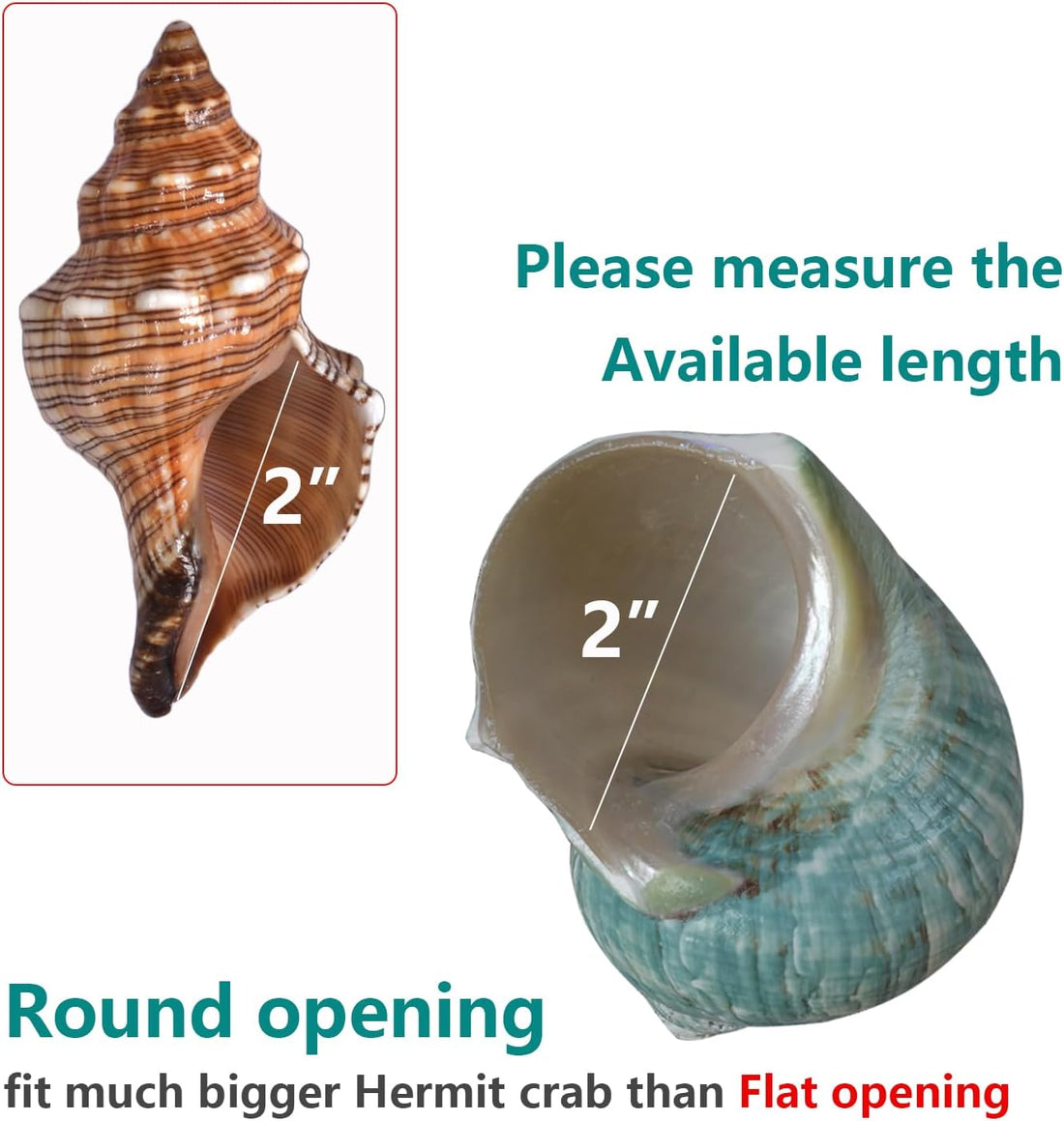 2pcs Large Hermit Crab Shells, Turbo Seashell, Teal Green Conch, L+XL