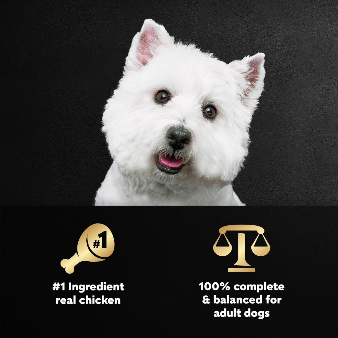Cesar Wholesome Bowls Adult Wet Dog Food, Chicken, Recipe