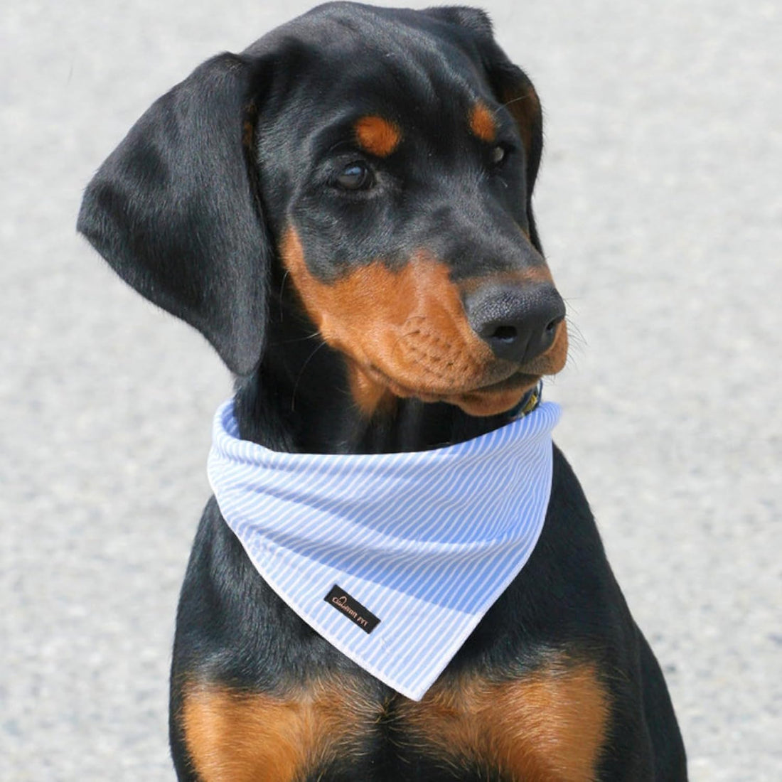 ARING PET Summer Dog Bandana-Cute Blue Dog Bandanas