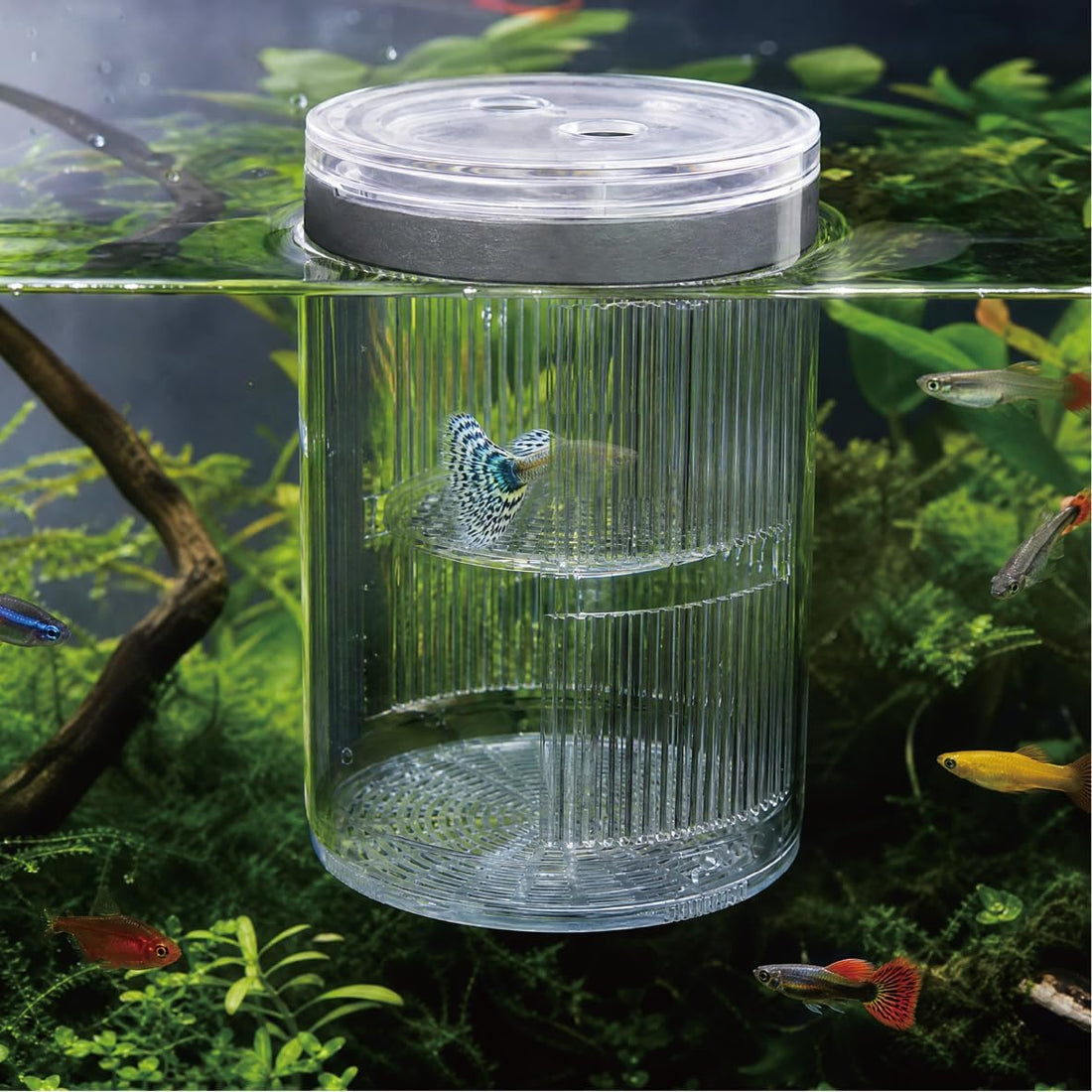 Floating Breeder Box for Fish Tank