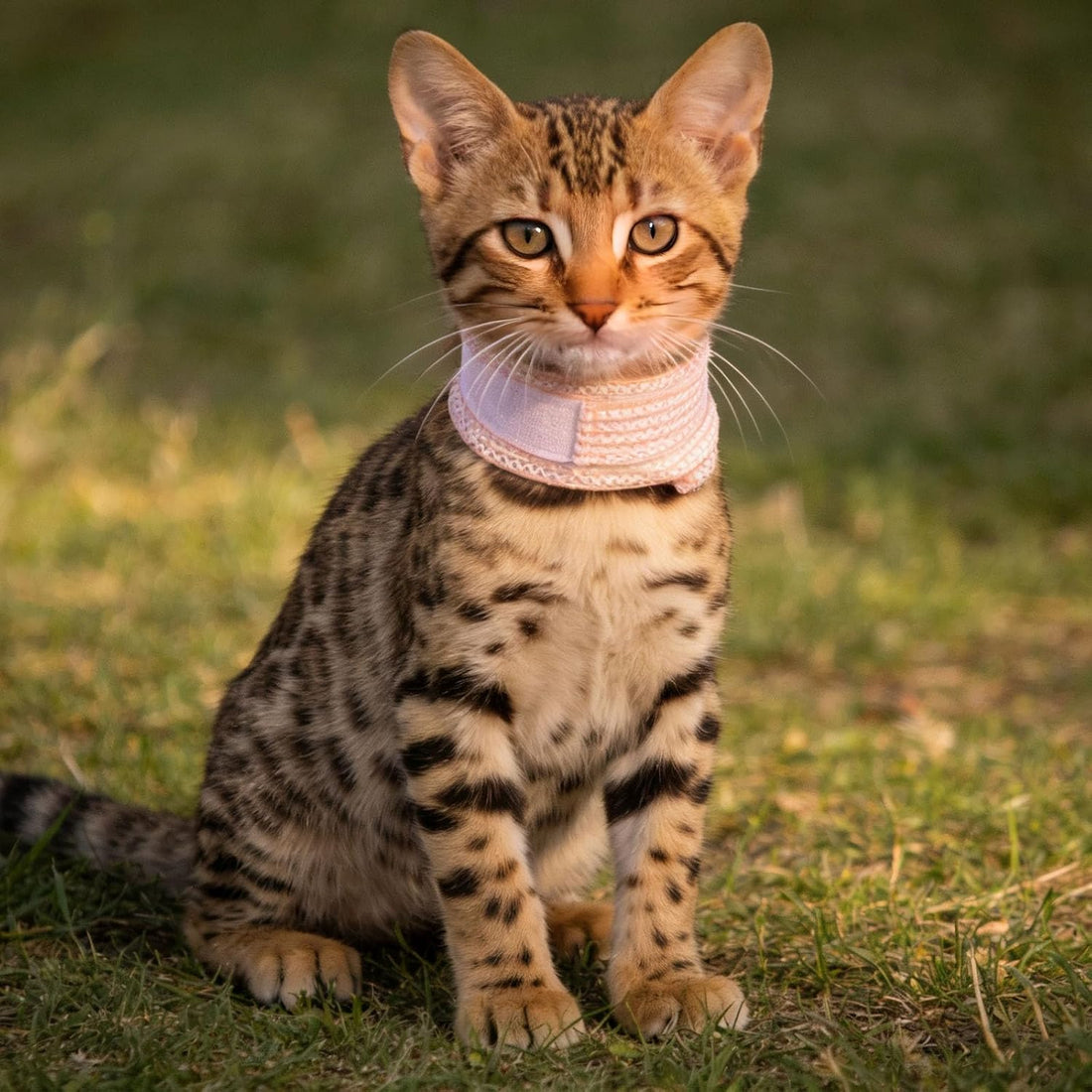 Cat Neck Cone, Recovery Collar (Mesh/M/9.1-11.8"/Blue)