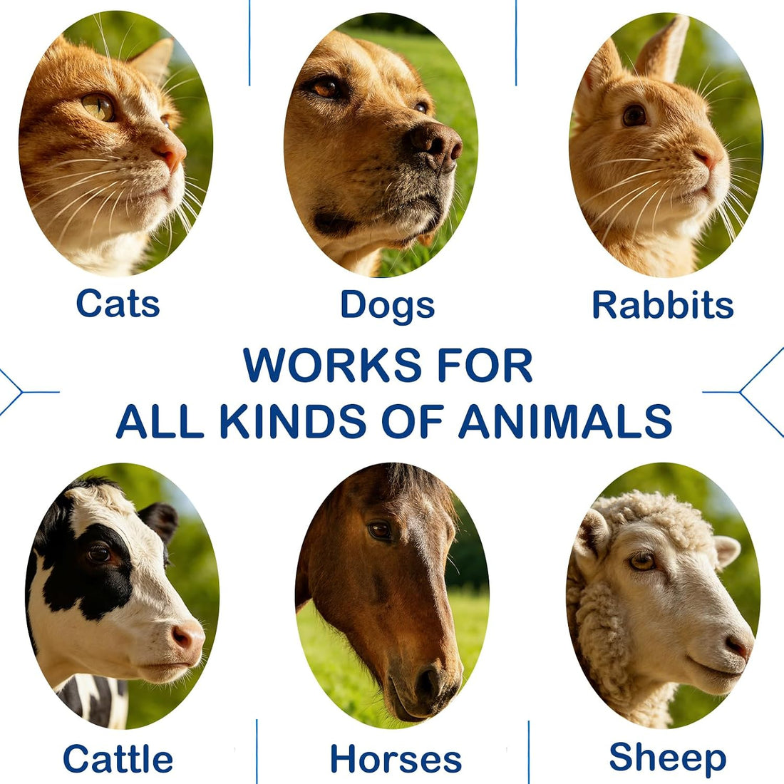 Pet Eye Cream for Dogs, Cats, Cattle, Horses, Sheep, Birds