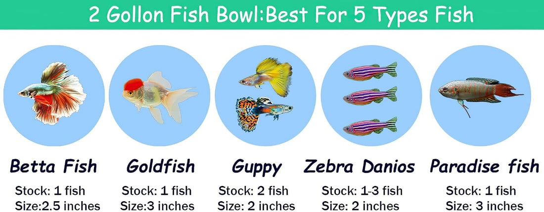 2 Gallon Glass Fish Tank,Sturdy Nicely Betta Fish Bowl,Small