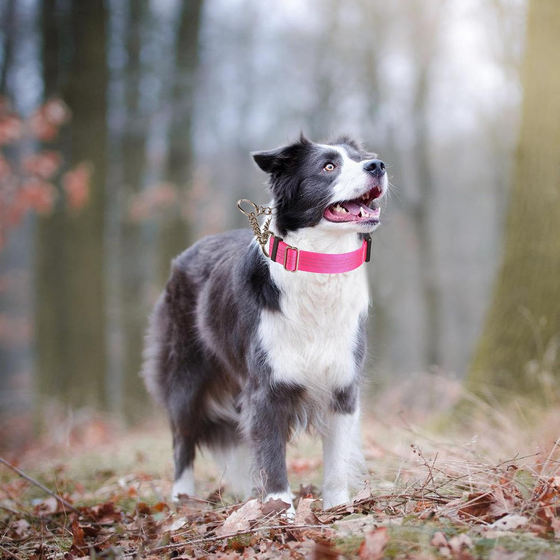Yunleparks Martingale Dog Collar with Quick Release Buckle Steel
