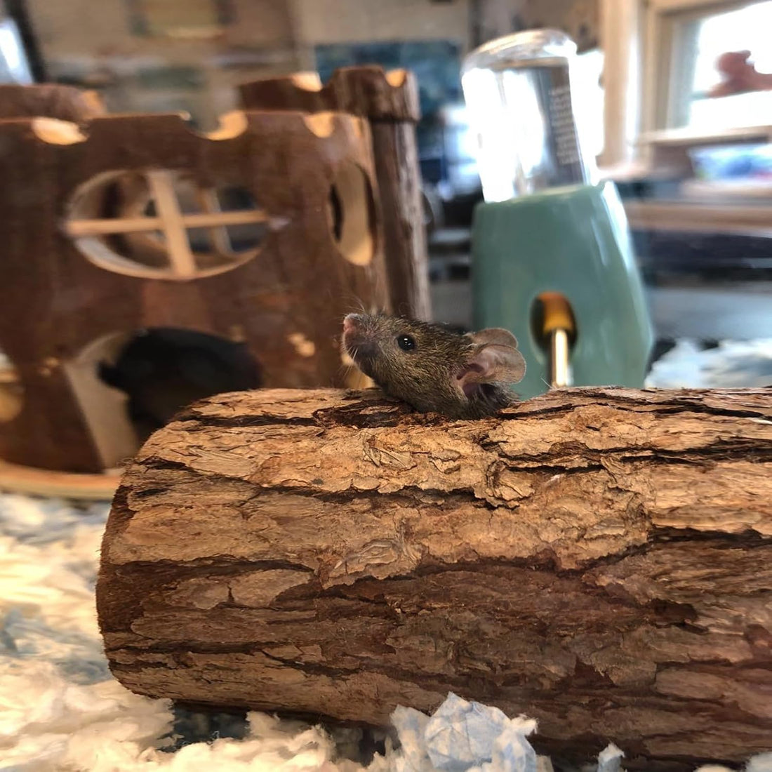Natural Wood Tunnel Hamster Tunnel for Hamster Reptile Small Animals