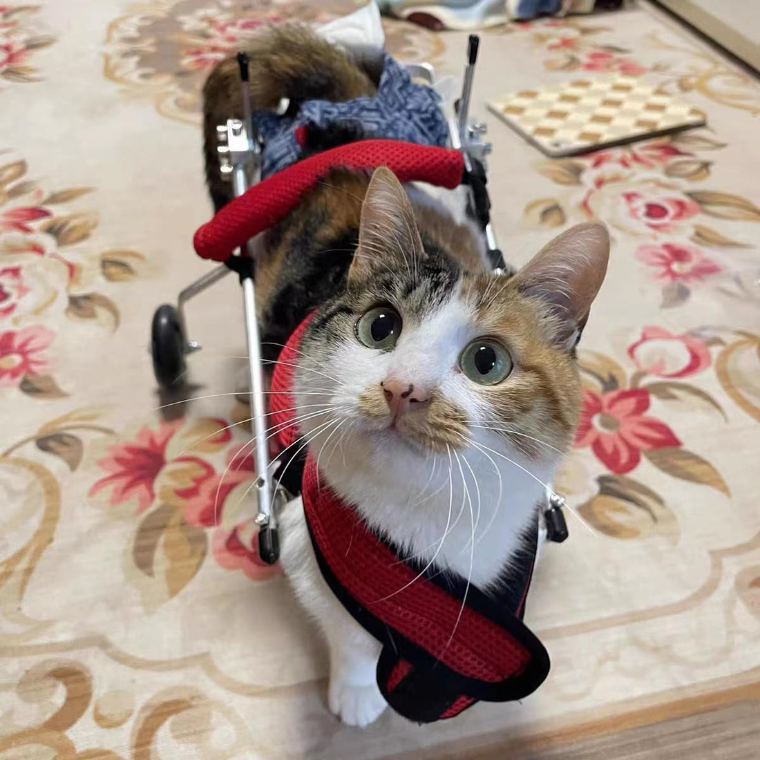 Cat Wheelchair, Newly Upgraded Pet Wheelchair