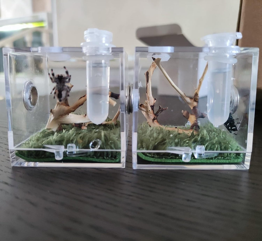 AWXZOM Spider Terrarium, Acrylic Reptile Breeding Box Jumping Spider