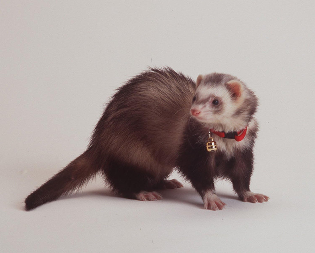Marshall Pet Ferret Bell Collar Royal Blue
