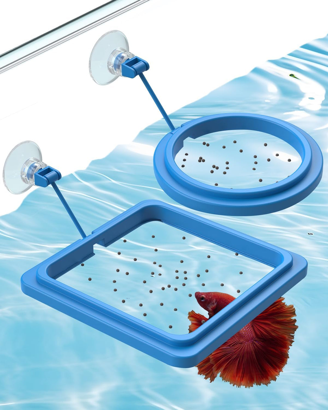 Pawfly Fish Feeding Ring for Aquarium, Feeding Ring with Suction Cup