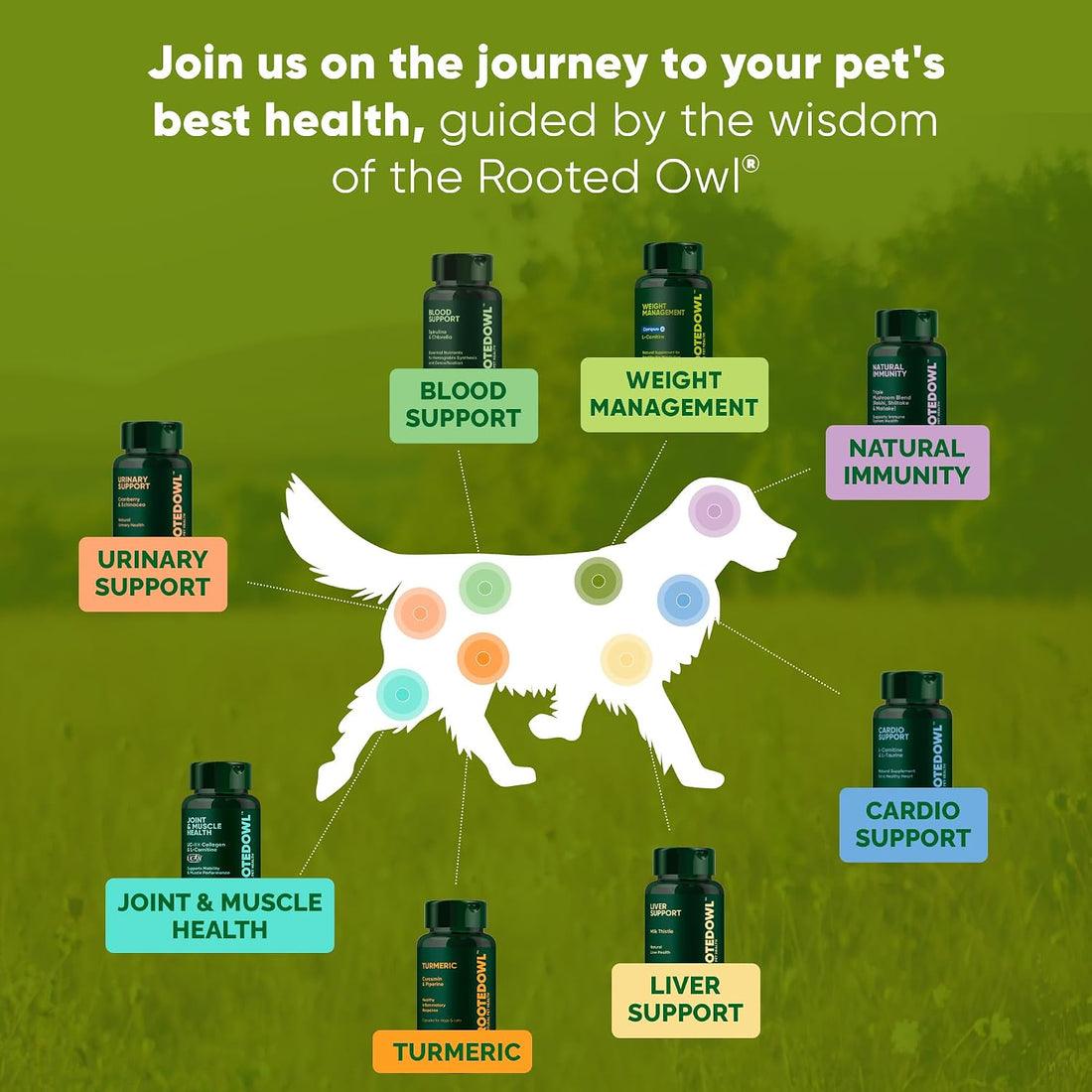 Turmeric for Dogs & Cats Supplement - Anti-Inflammatory Relief