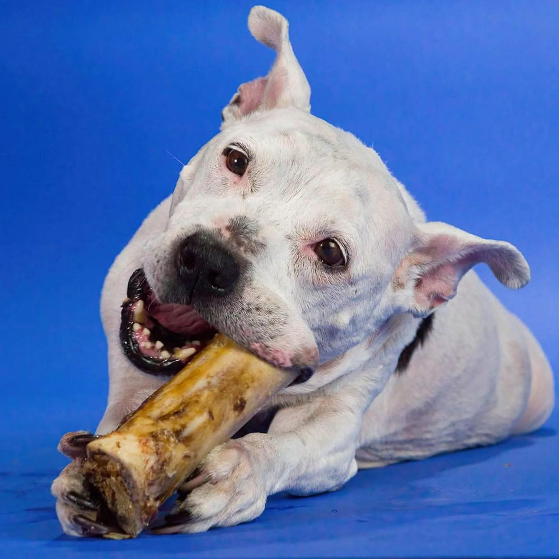 Best Bully Sticks Marrow Bones for Dogs, Large, 3 Count