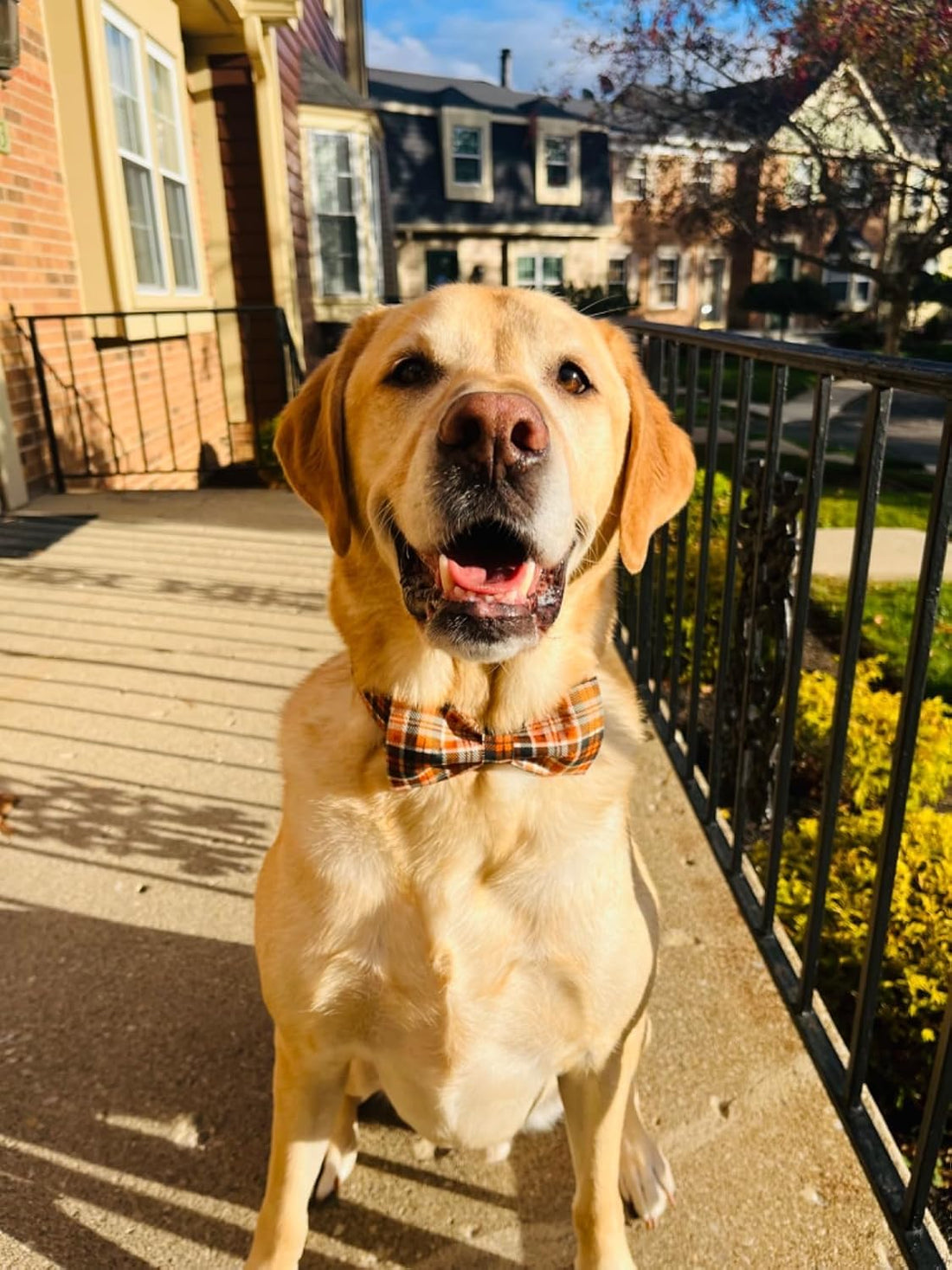Lionet Paws Halloween Dog Collar with Bowtie