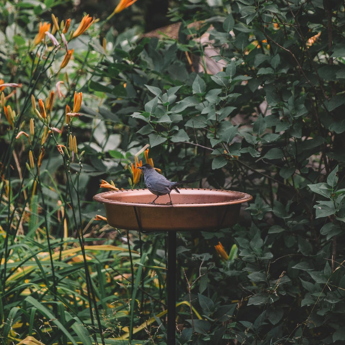 Backyard Expressions Bird Baths for Outdoors