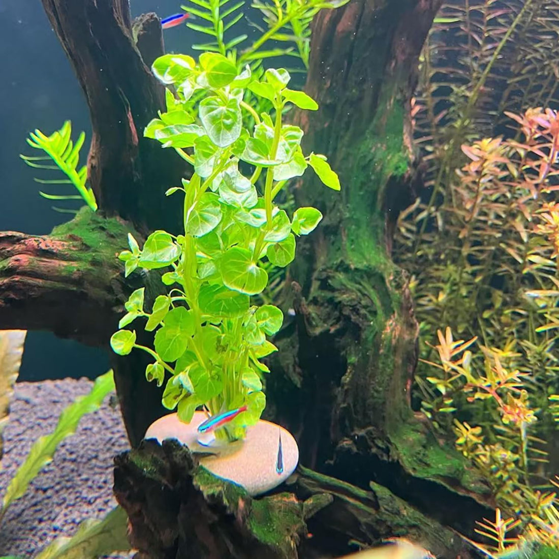 6 Pcs Natural River Stone Plant Weights for Aquarium