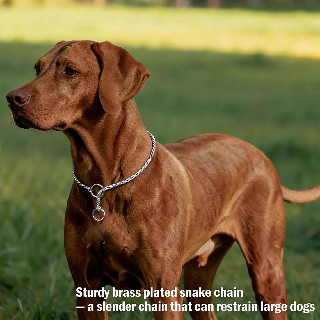 Heavy Duty Dog Choke Collar Slip Dog P Chain Snake Collar Plating