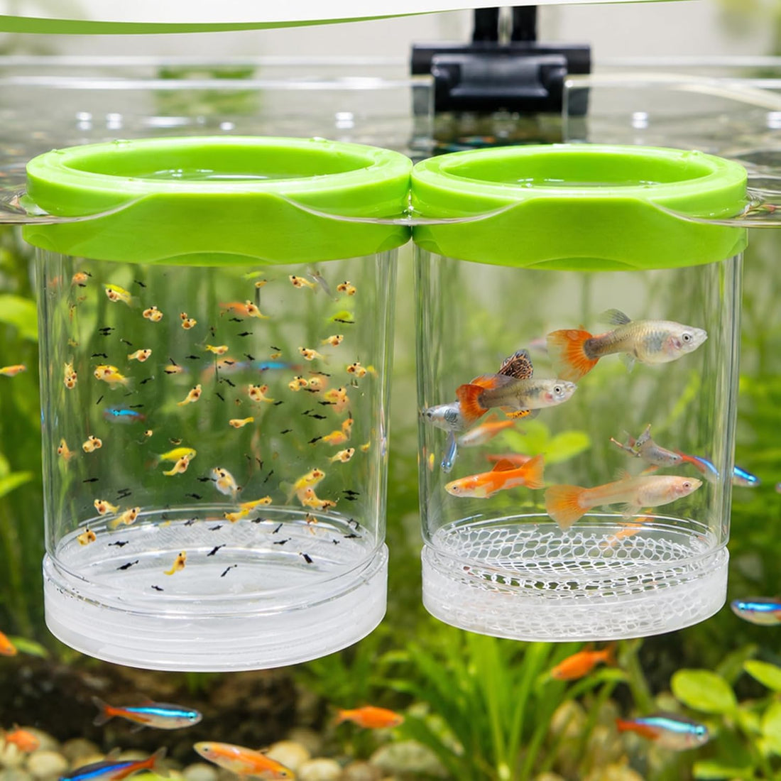 2-Piece Set Fish Breeder Box for Fish Tank Aquarium Breeding Box Large
