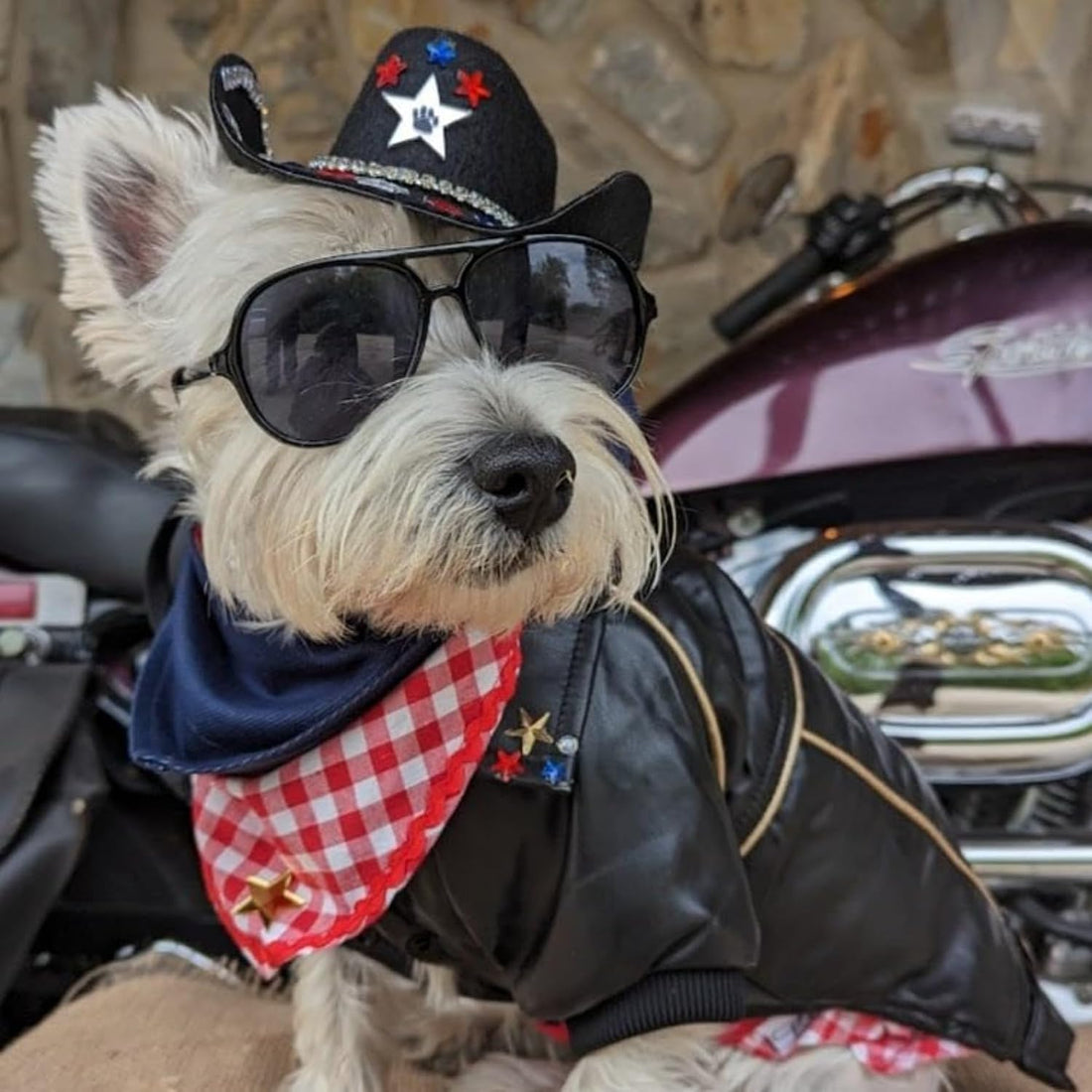 NIULA Dog Leather Jacket - Cute Leather Dog Jackets Motorcycle