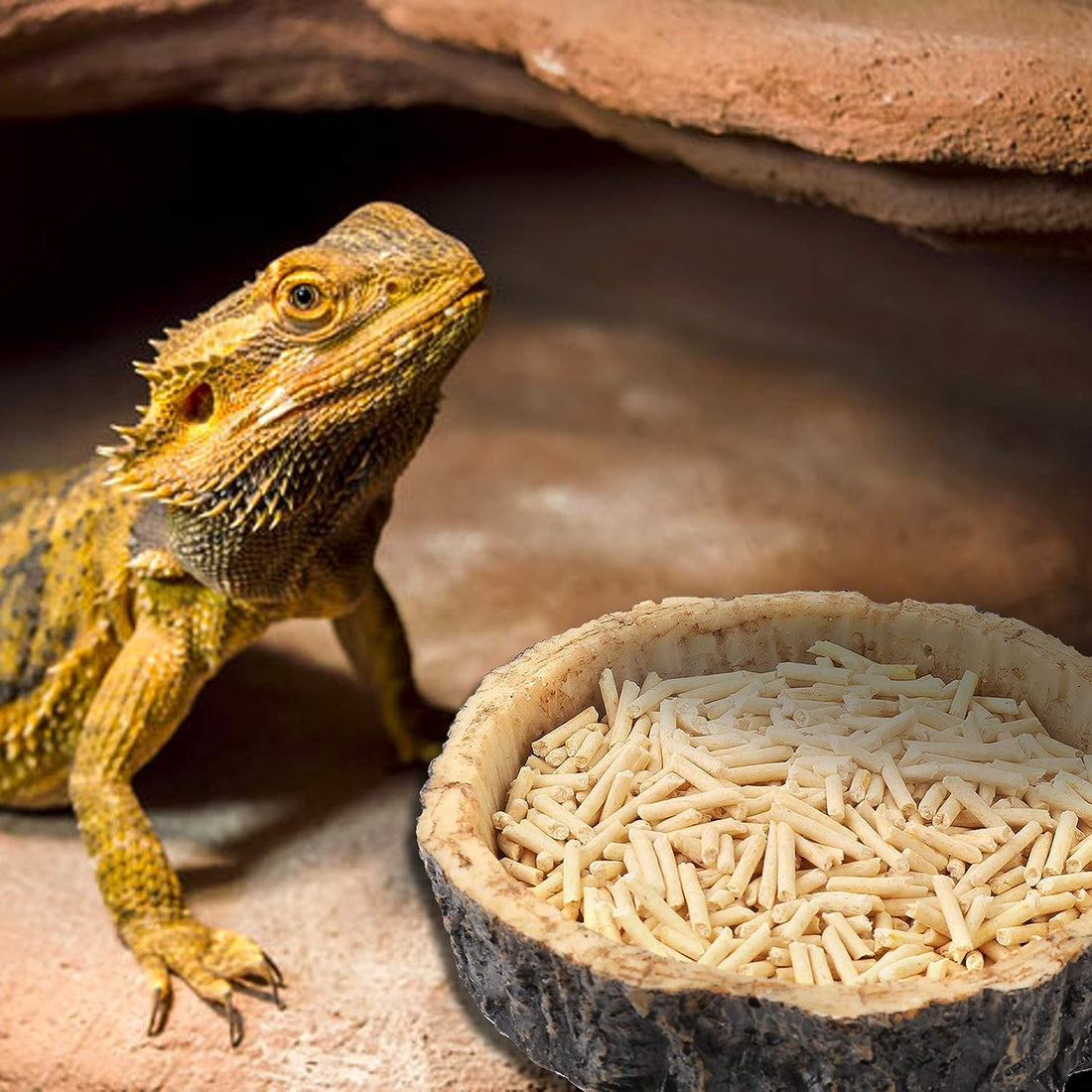 2PCS Reptile Water Dish Food Bowl Set Reptile Feeder Food and Water