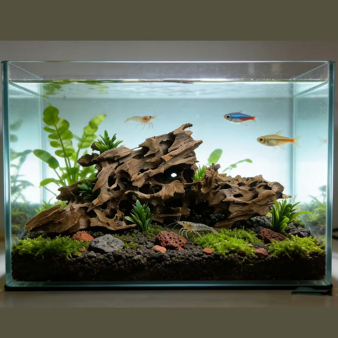 Aquarium Driftwood Shrimp Wood Natural Trunk & Assorted Branches