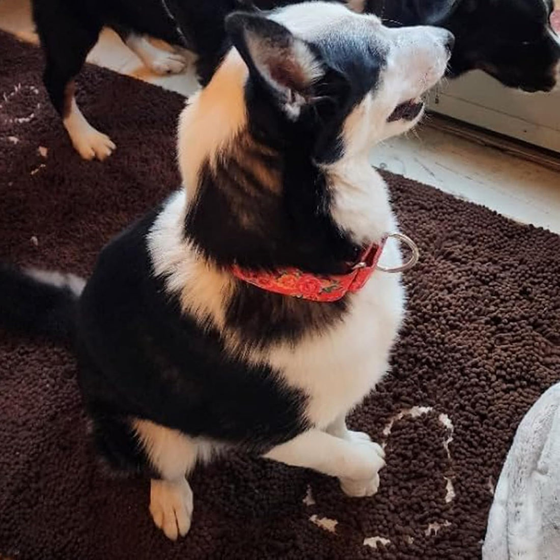 Wide Martingale Collar for Dogs,Red Floral No Pull Dog Collar