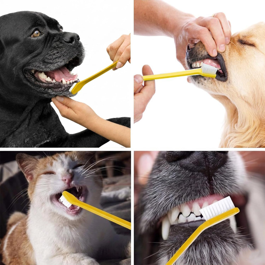 Pet Republique Dog Toothbrush Set of 6