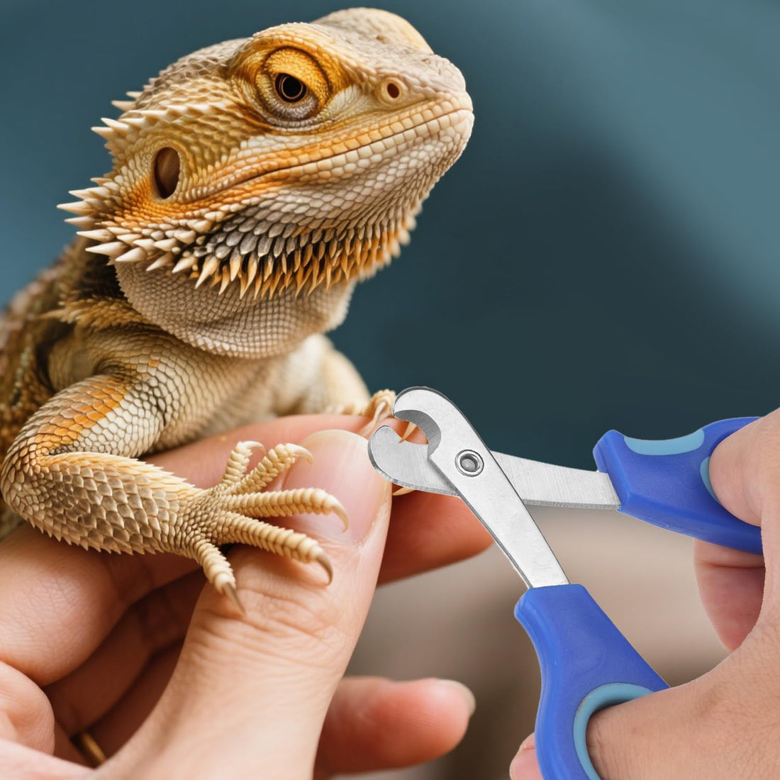 Bearded Dragon Nail Clippers and File