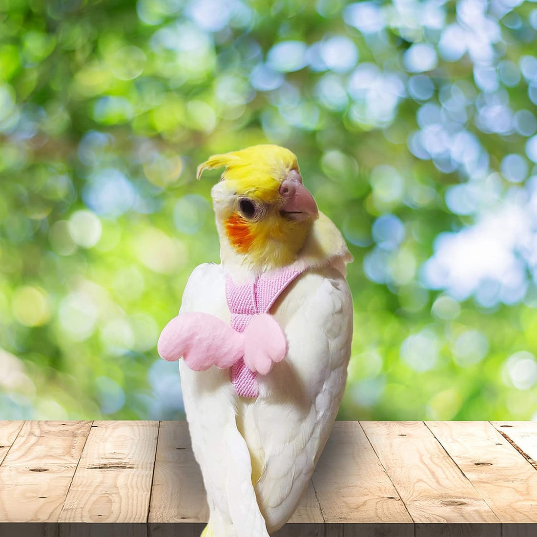 Dnoifne Parrot Harness and Leash, Adjustable Training Design Anti-Bite