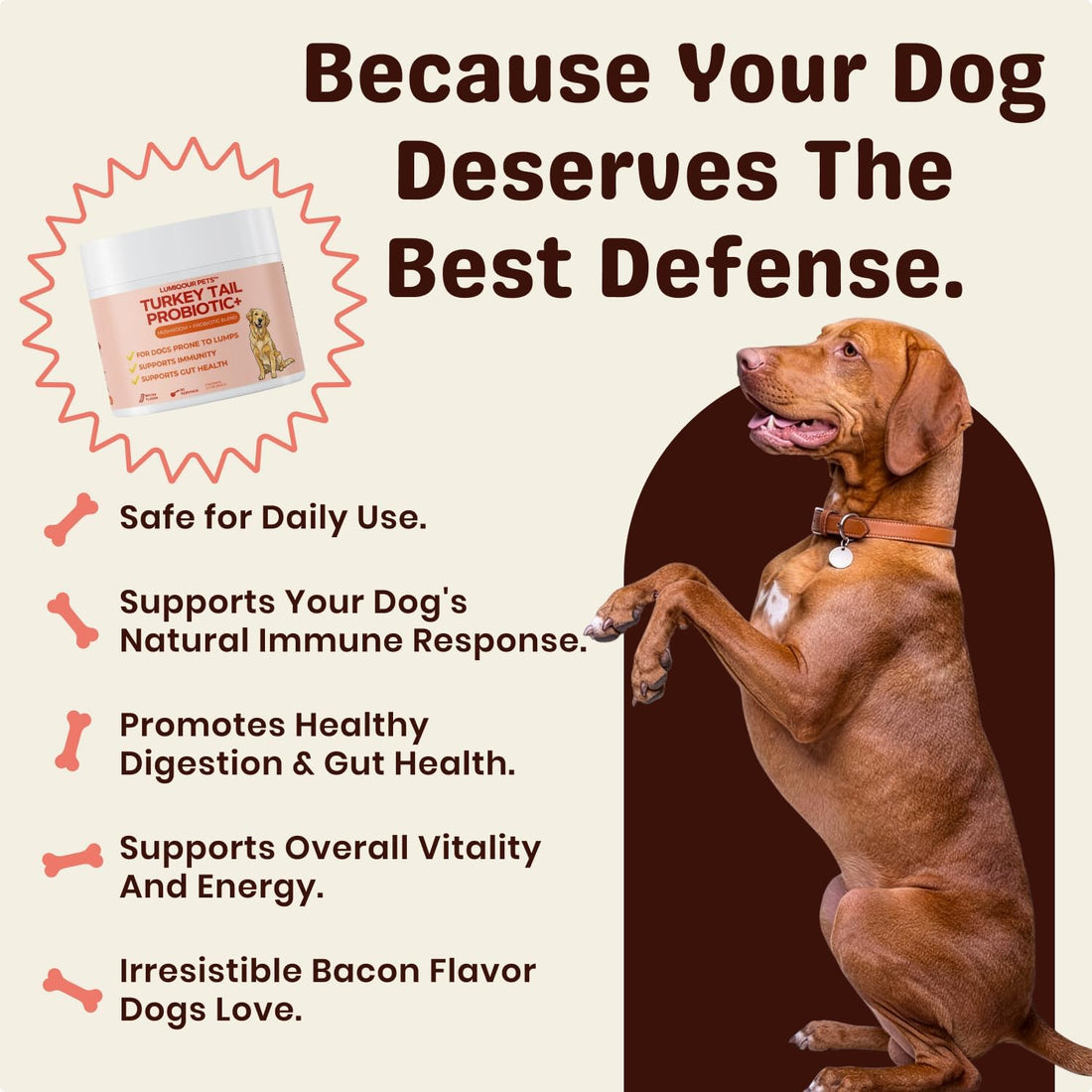 Turkey Tail Mushroom for Dogs