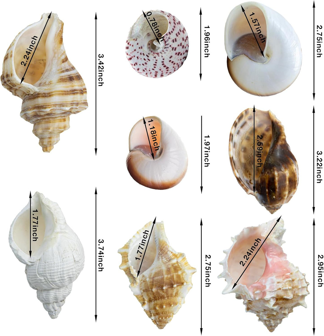Finalery 8PCS Hermit Crab Shells,Medium & Large Natural Conch Shells
