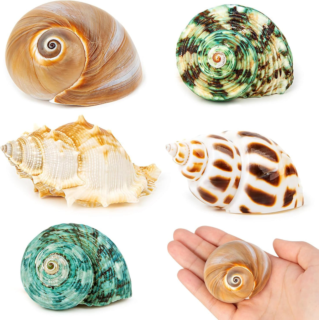 5PCS Hermit Crab Shells | Natural Sea Conch Size 2.1" - 2.8"