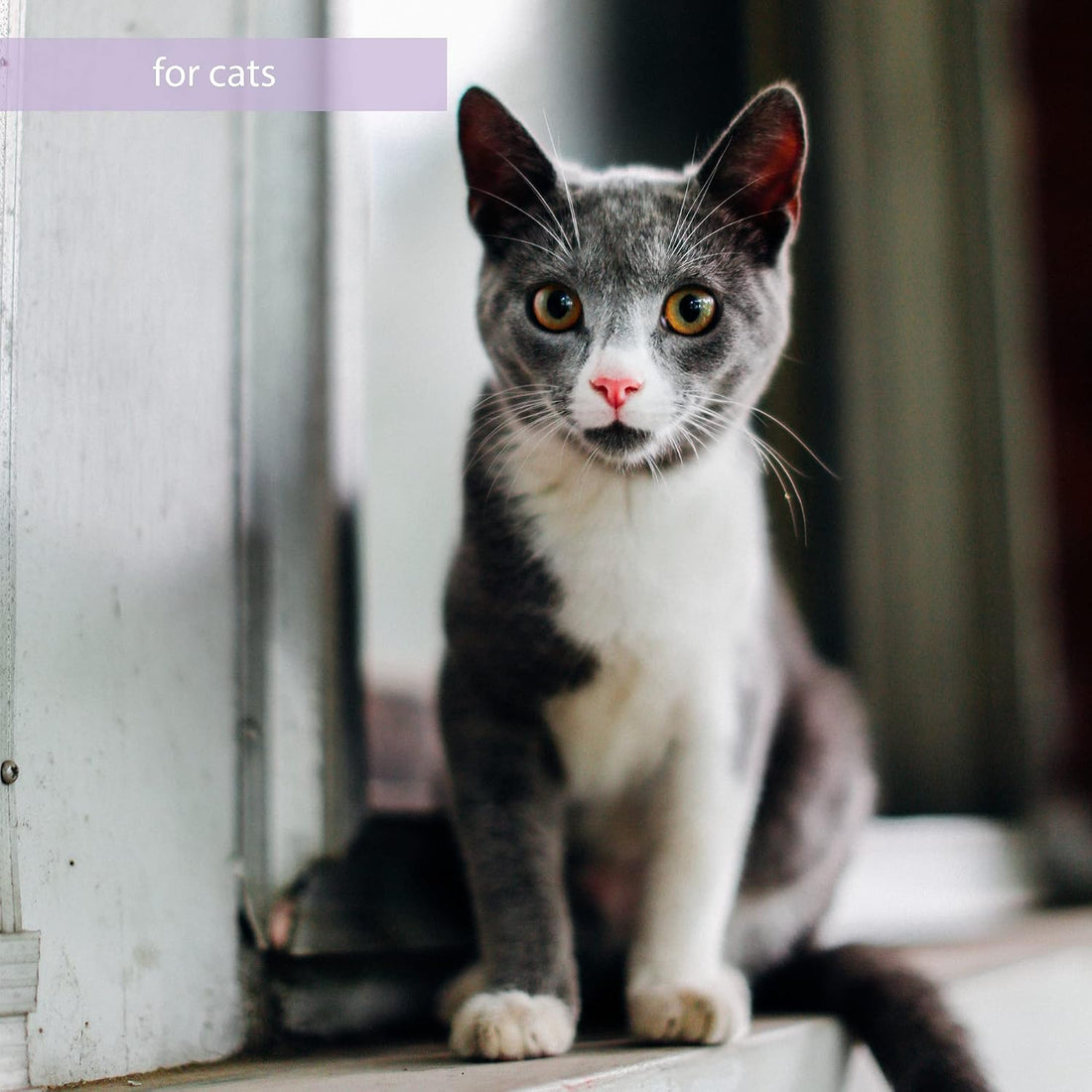 Synacore Feline - All Natural Formula to Provide Immune Support