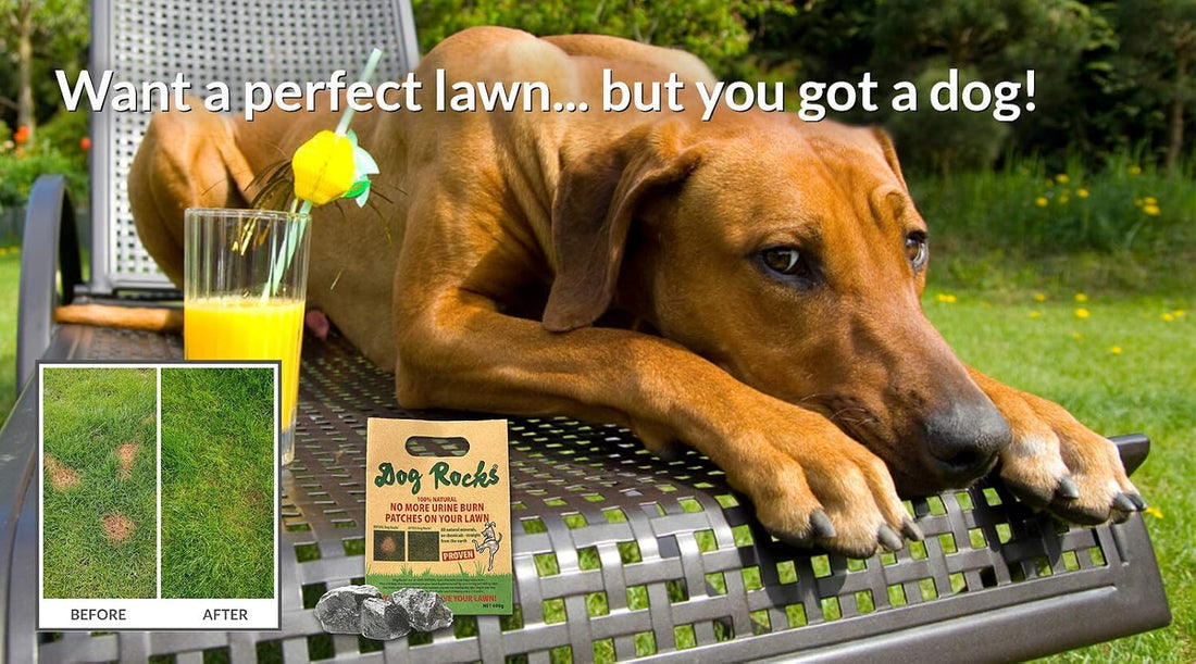 Dog Rocks for Urine Burning Grass - 200g Each