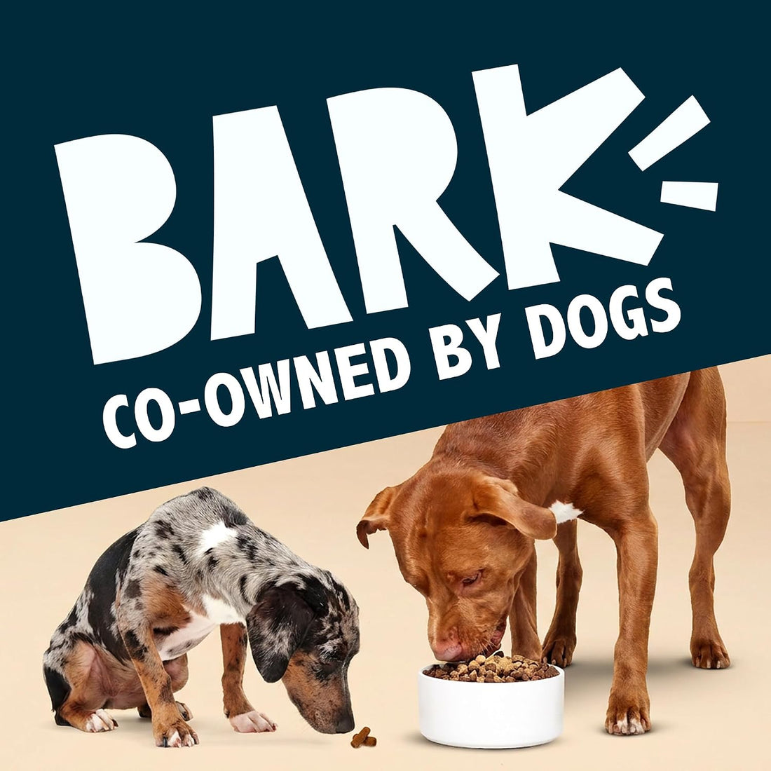 BarkBox Beef, Chicken, Ham Dog Treat Topper - (Pack of 3)