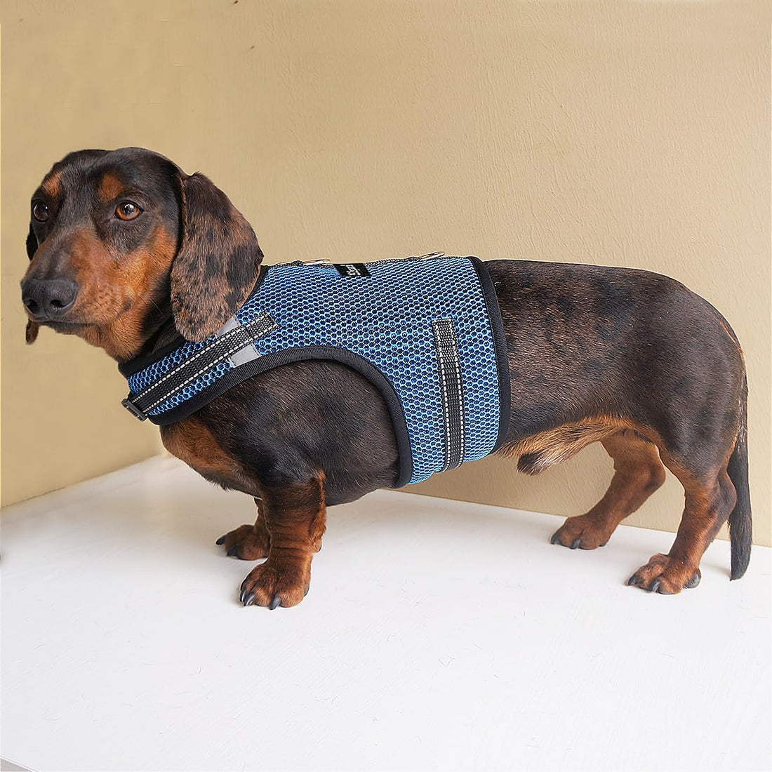 Mini Dachshund Harness Vest, No Pull & No Armpit Rub Dachshund Harness