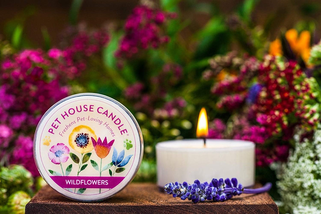 Fireside Mini Candles Plant-Based Wax, 3 Pack Pet House