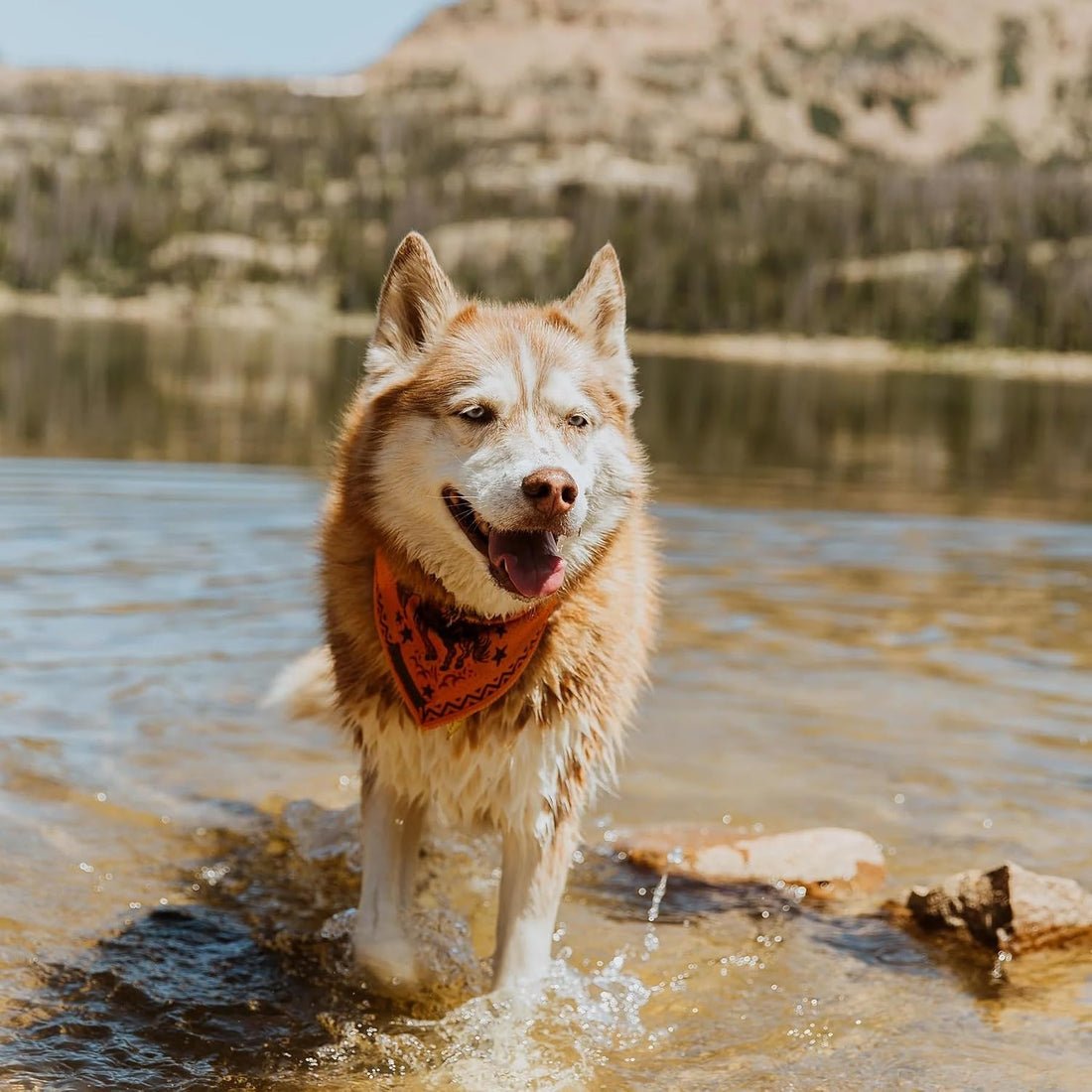 Wilderdog Dog Bandana with Lightweight Quick Drying Poly-Blend Mesh