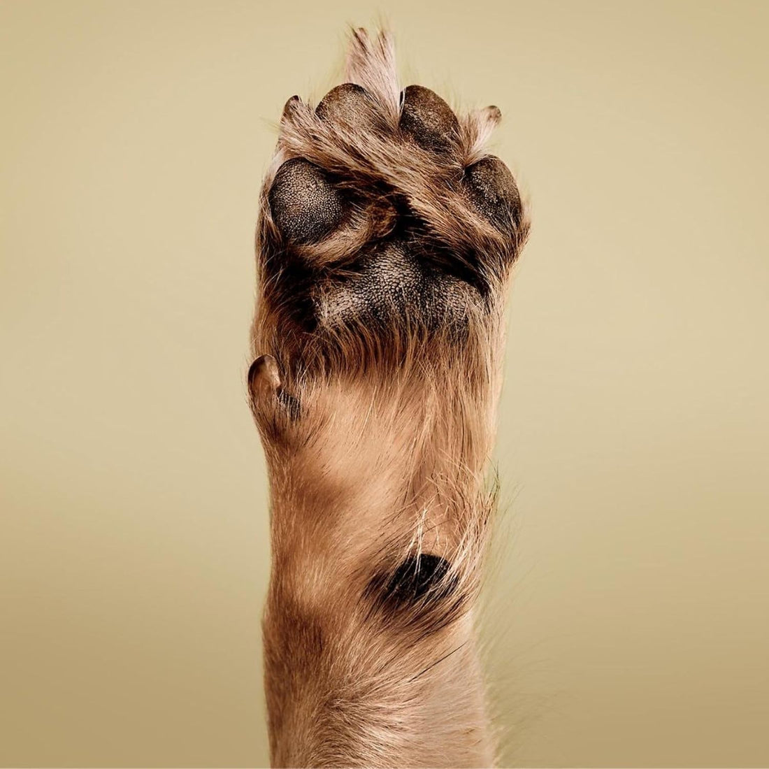 Paul Mitchell Pet Soothing Oatmeal Conditioner, Gentle Formula