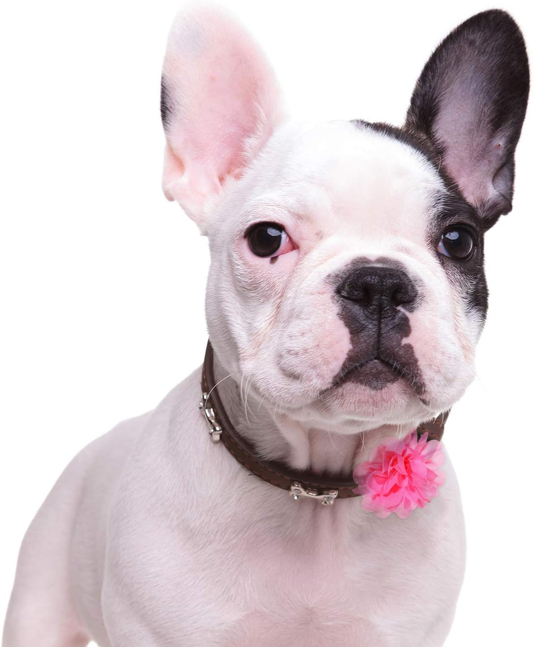 WILLBOND 30 Pcs Dog Collar Flowers Bulk for Puppy Cat Grooming
