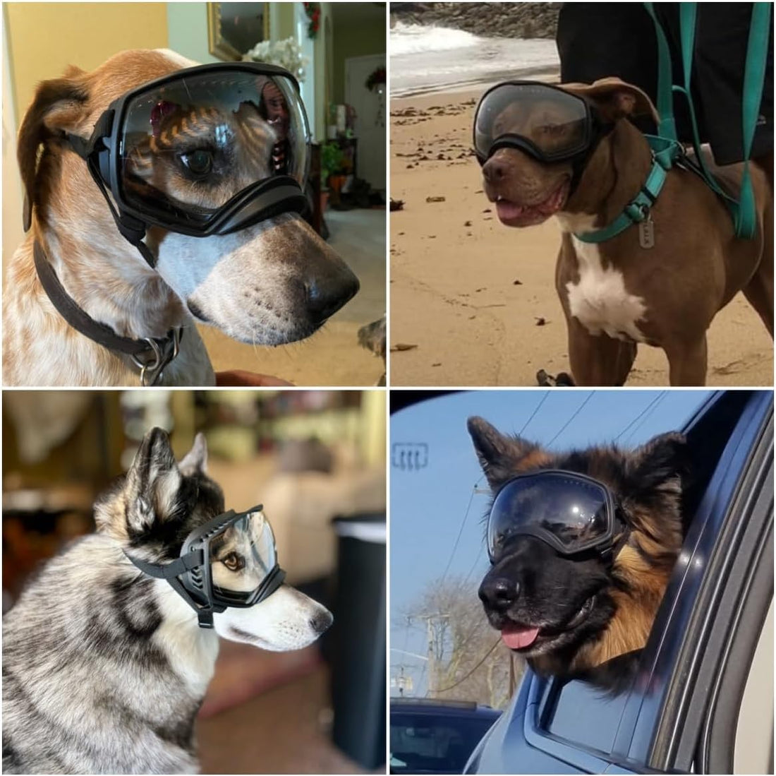 Enjoying Clear Dog Goggles for Large Dogs