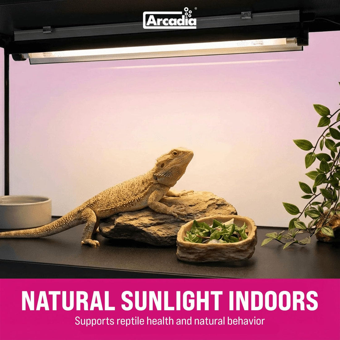 Arcadia Pro T5 UVB Lighting Kit - 39W - Dragon