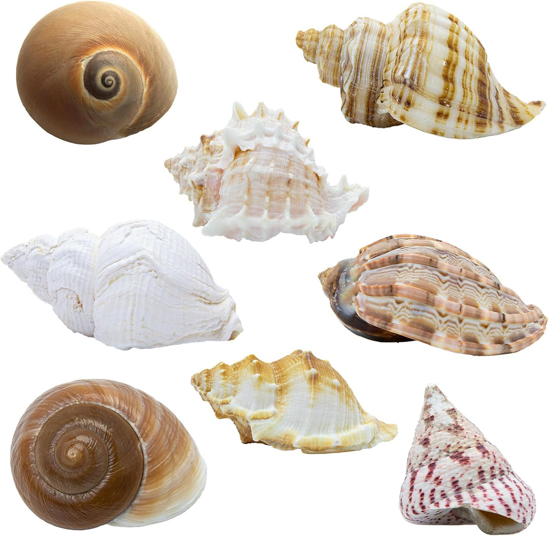 Finalery 8PCS Hermit Crab Shells,Medium & Large Natural Conch Shells