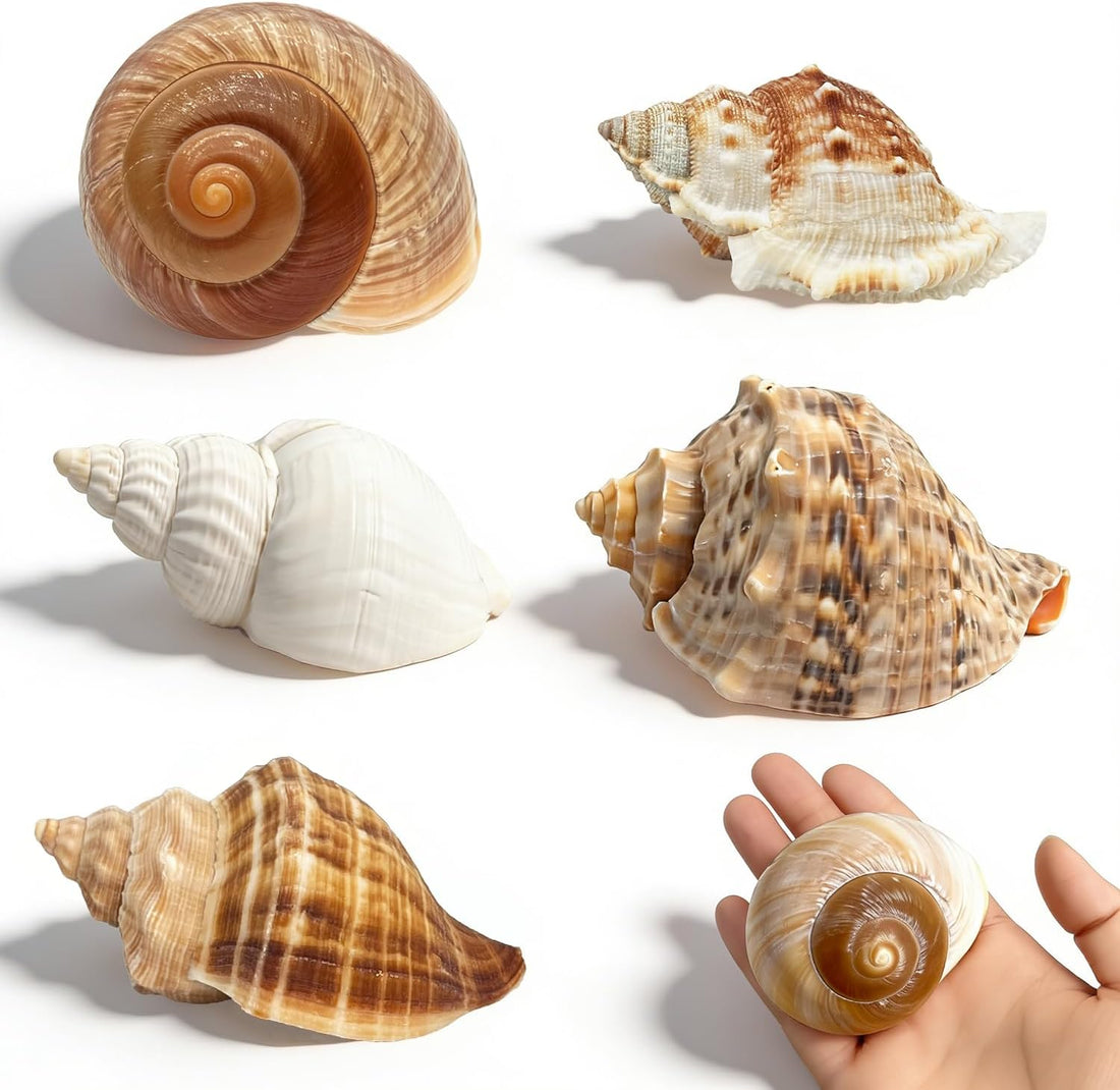 5PCS Large Hermit Crab Shells - Turbo 2.8-3.9" Opening 1.5-2.5"