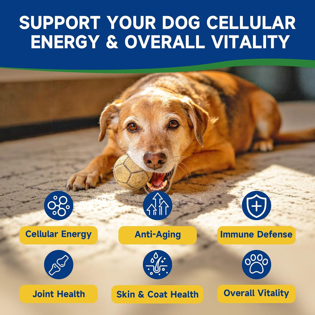 NAD+ Soft Chews for Dogs & L-Lysine for Cats