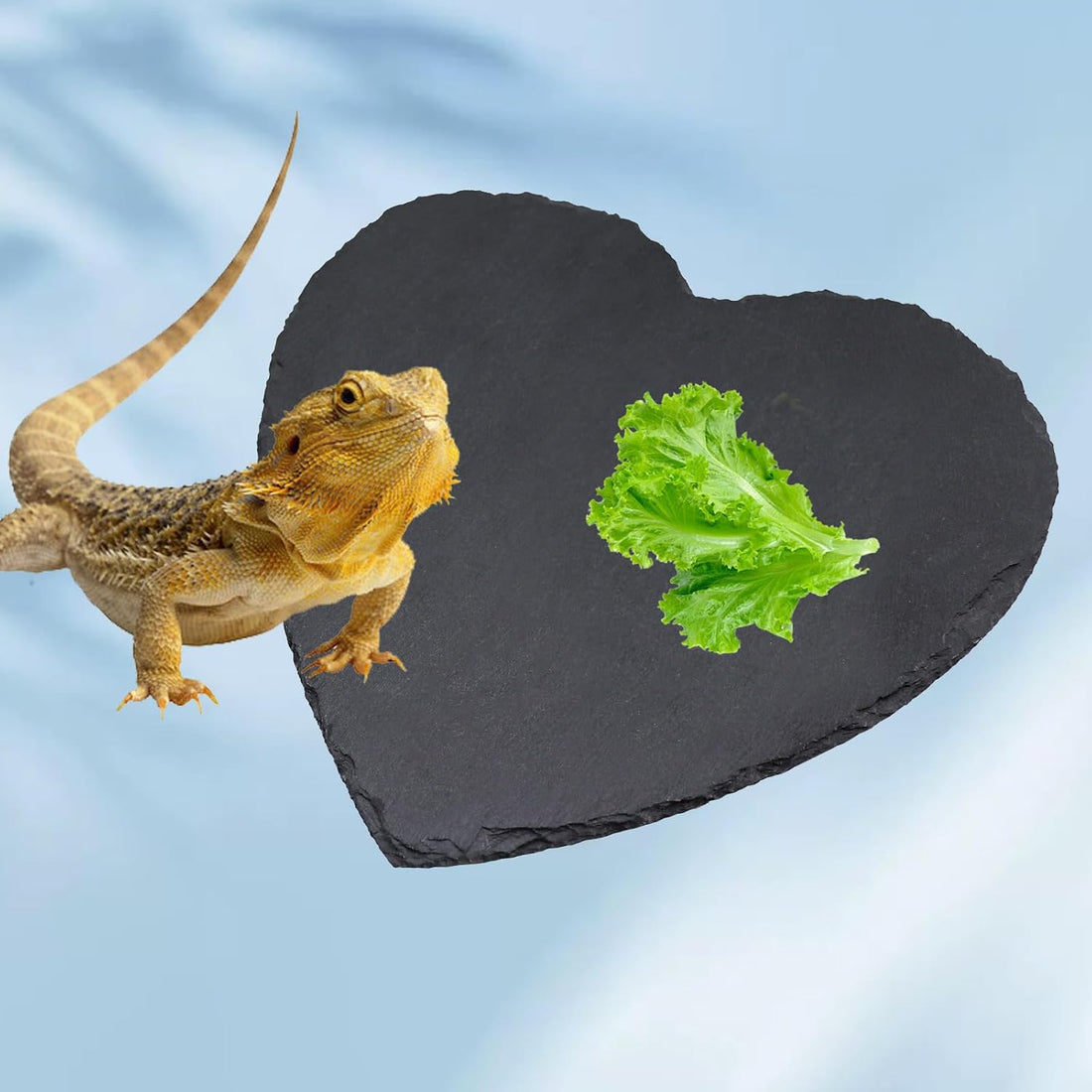 Reptile Basking Platform, 7.9 × 7.9 inch Tortoise Rock Plate